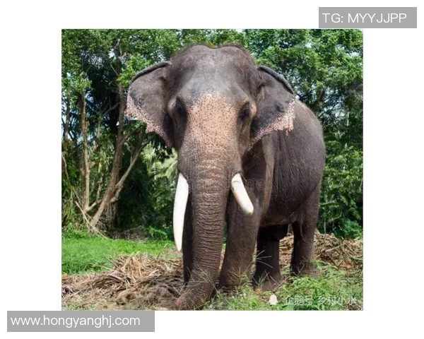 灰熊栖息地的变化对生态环境的影响及保护策略分析