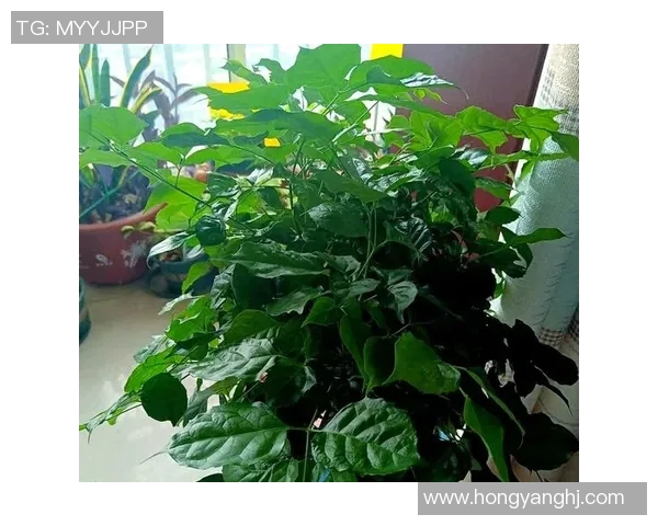 盆栽植物养护技巧全攻略，让你的家居环境更添绿意与生机